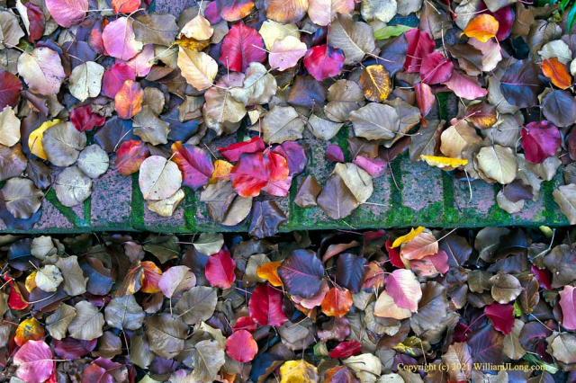 WJL-Flowers_and_Nature-0076