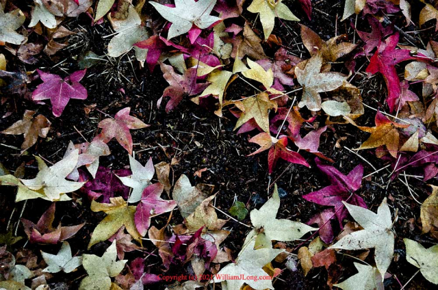 WJL-Flowers_and_Nature-0077