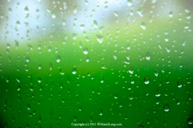 WJL-Flowers_and_Nature-0078