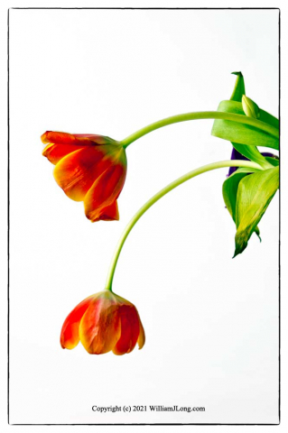 WJL-Flowers_and_Nature-0080