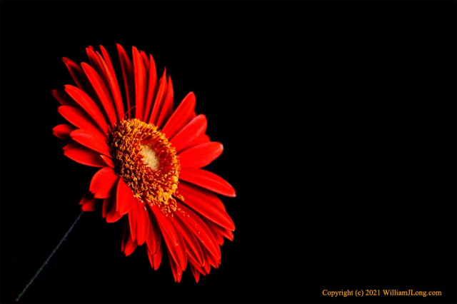 WJL-Flowers_and_Nature-0082