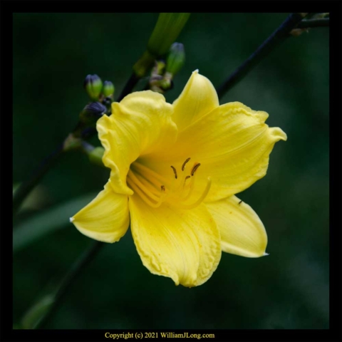 WJL-Flowers_and_Nature-0083