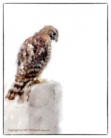 WJL-Flowers_and_Nature-0084