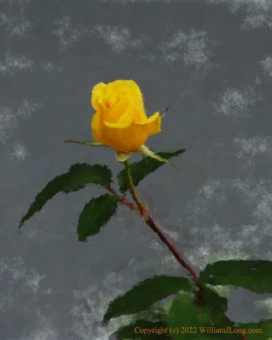 WJL-Flowers_and_Nature-0087