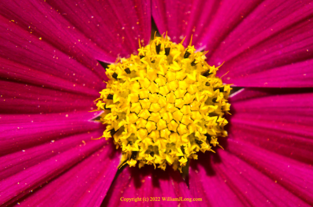 WJL-Flowers_and_Nature-0089