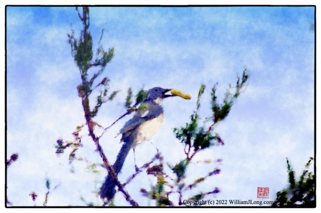 WJL-Flowers_and_Nature-0091