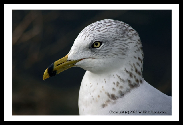 WJL-Flowers_and_Nature-0092a