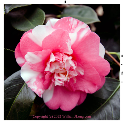 WJL-Flowers_and_Nature-0093