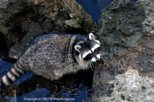 WJL-Flowers_and_Nature-0096