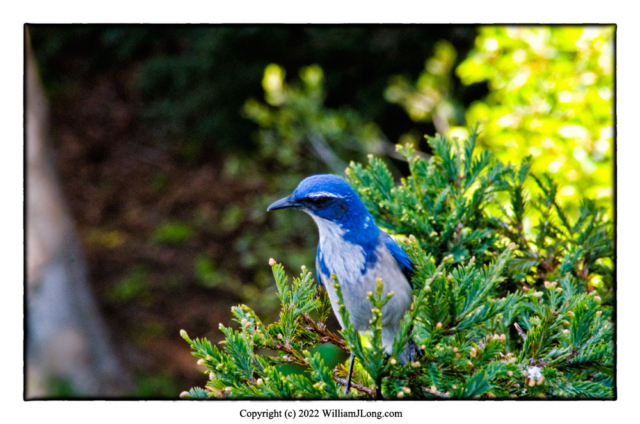 WJL-Flowers_and_Nature-0098