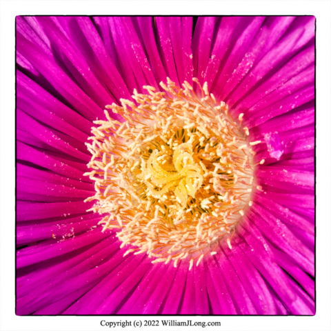 WJL-Flowers_and_Nature-0099