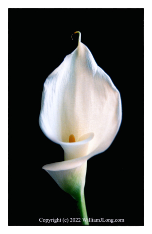 WJL-Flowers_and_Nature-0100