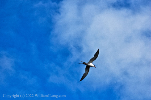 WJL-Flowers_and_Nature-0101