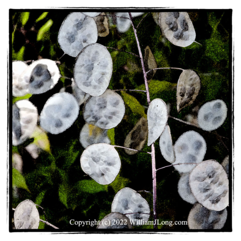 WJL-Flowers_and_Nature-0102