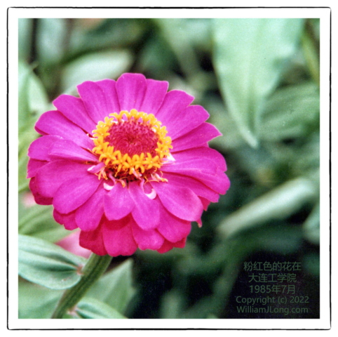 WJL-Flowers_and_Nature-0104