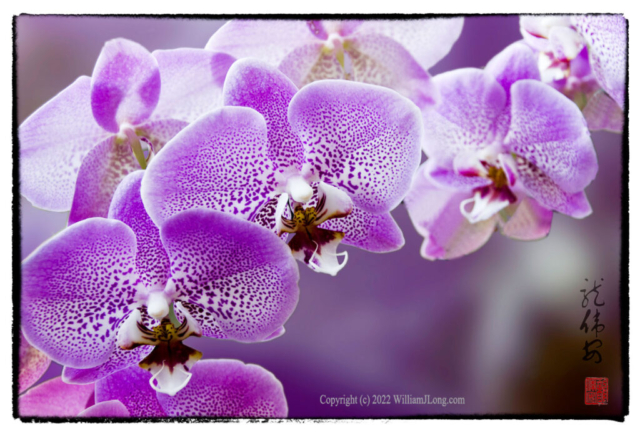 WJL-Flowers_and_Nature-0105