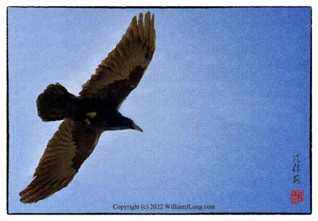 WJL-Flowers_and_Nature-0106