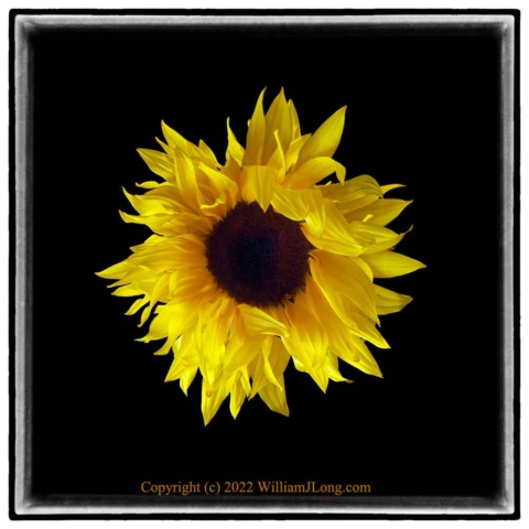 WJL-Flowers_and_Nature-0108