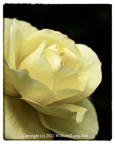 WJL-Flowers_and_Nature-0109