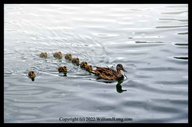 WJL-Flowers_and_Nature-0110