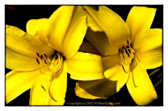 WJL-Flowers_and_Nature-0111