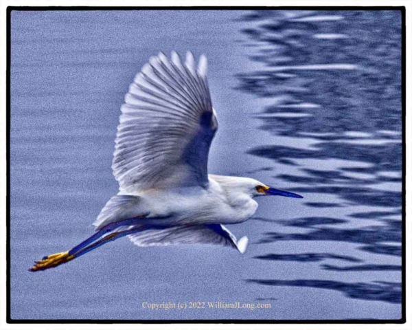 WJL-Flowers_and_Nature-0112