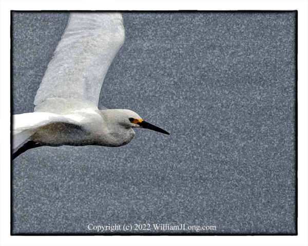 WJL-Flowers_and_Nature-0114