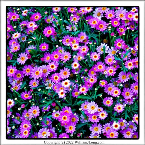 WJL-Flowers_and_Nature-0116