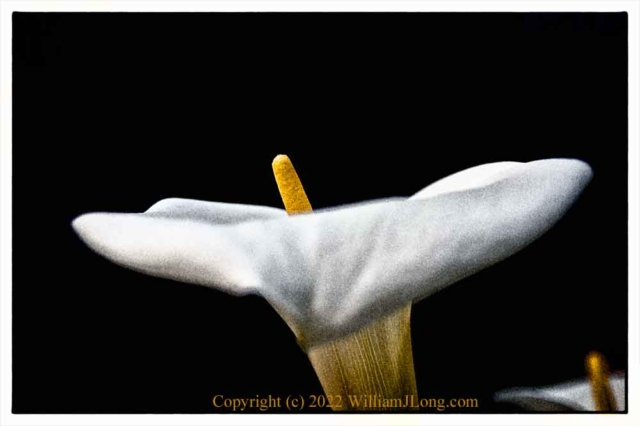 WJL-Flowers_and_Nature-0118