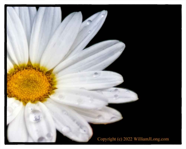 WJL-Flowers_and_Nature-0119