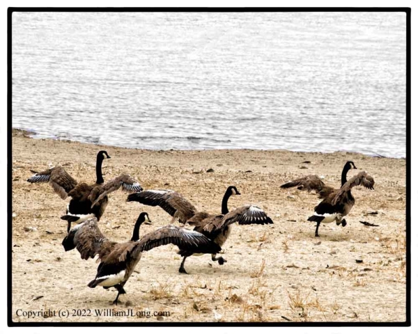 WJL-Flowers_and_Nature-0120