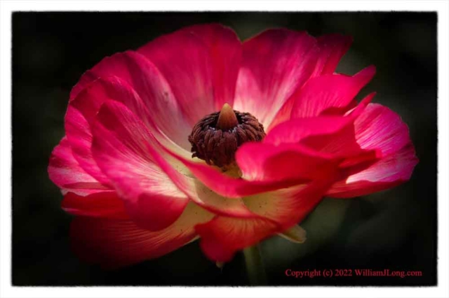 WJL-Flowers_and_Nature-0121