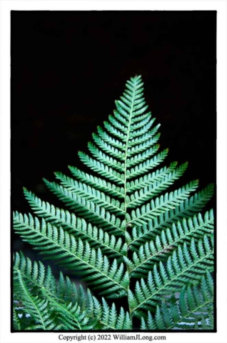 WJL-Flowers_and_Nature-0122