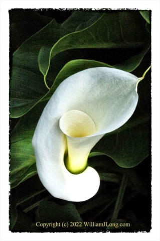 WJL-Flowers_and_Nature-0123