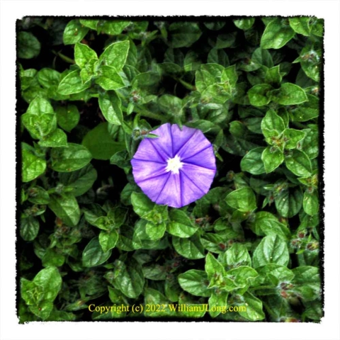 WJL-Flowers_and_Nature-0124