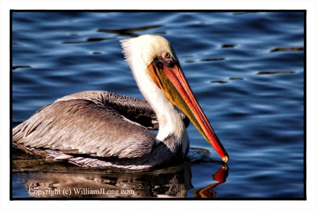 WJL-Flowers_and_Nature-0125