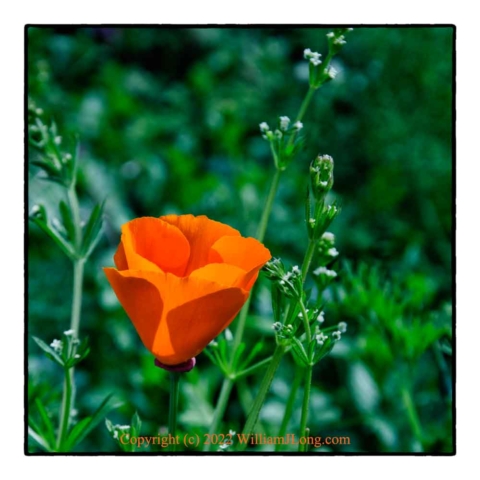 WJL-Flowers_and_Nature-0126