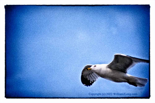 WJL-Flowers_and_Nature-0130