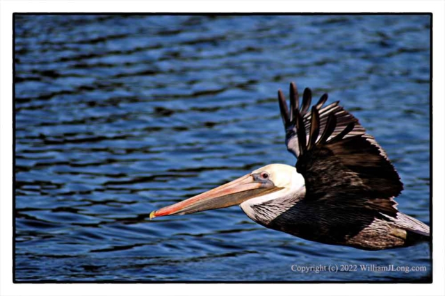 WJL-Flowers_and_Nature-0131