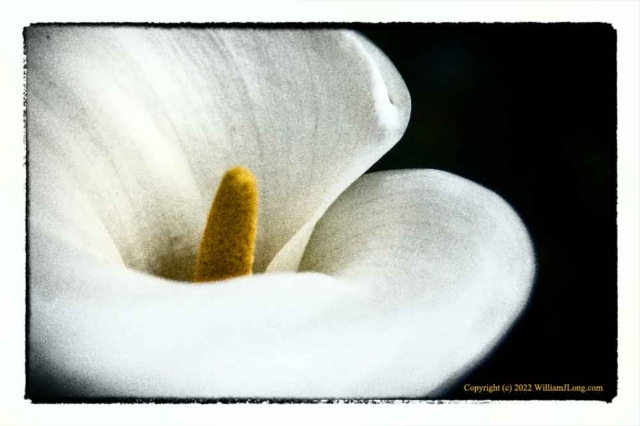 WJL-Flowers_and_Nature-0132