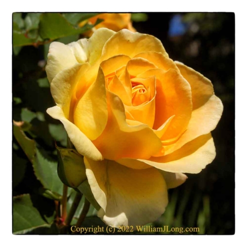 WJL-Flowers_and_Nature-0133