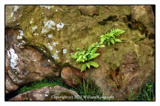 WJL-Flowers_and_Nature-0134