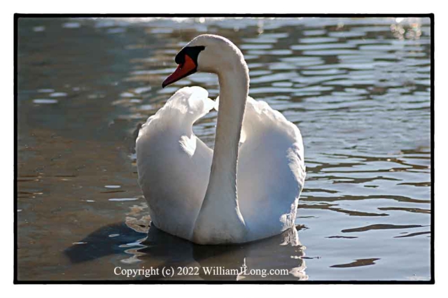 WJL-Flowers_and_Nature-0135