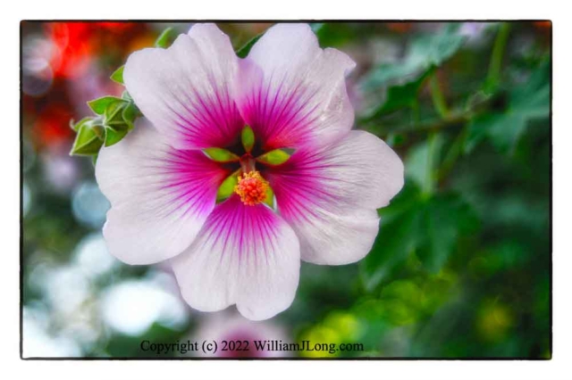 WJL-Flowers_and_Nature-0136