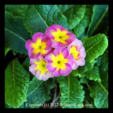 WJL-Flowers_and_Nature-0137